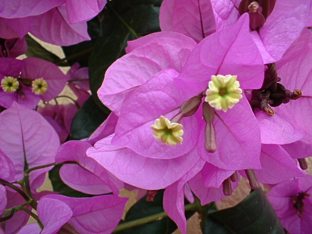 Che bella la Bougainvillea !!!